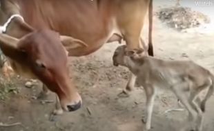 Unik! Anak Sapi Ini Punya 2 Kepala dan 3 Mata