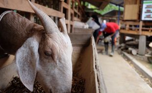 Mantul, Anak Muda di Sragen Mulai Tekuni Ternak Kambing Perah