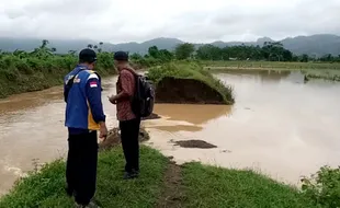 Tanggul Jebol, Puluhan Hektare Tanaman Jagung di Tulungagung Kebanjiran