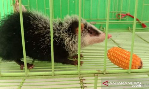 Tikus Raksasa Langka Ditemukan, Seperti Ini Wujudnya