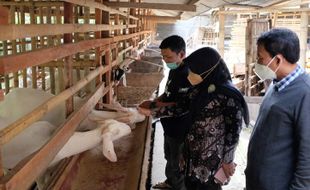 Kedaireka UNS Mendorong Klaster Ternak Kambing Perah di Gemolong Sragen