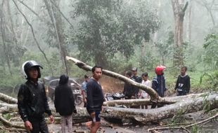 Pohon Tumbang Timpa Warung, 2 Meninggal Dunia