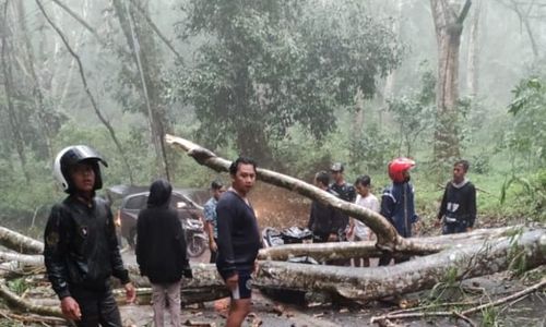 Pohon Tumbang Timpa Warung, 2 Meninggal Dunia