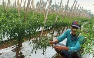 Siap Panen, Cabai Petani Banjarnegara Malah Disikat Maling