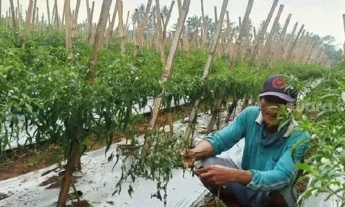 Siap Panen, Cabai Petani Banjarnegara Malah Disikat Maling