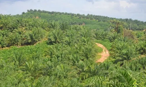 Bupati Sorong dan Masyarakat Adat Ambil Alih 105.000 Hektare Lahan