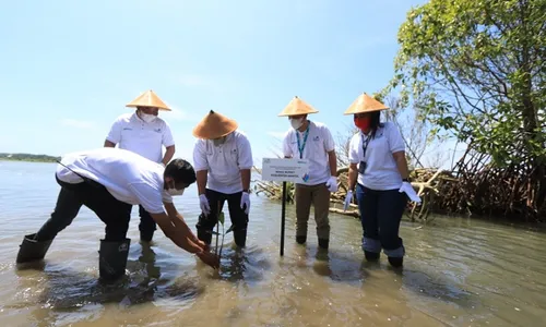 Cegah Abrasi, PLN Peduli Tanam 10.000 Bibit Mangrove di Pantai Baros