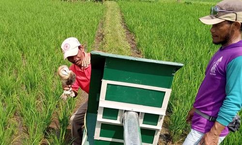 Begini Teknik Pasang Rumah Burung Hantu di Persawahan Versi Petani Celep Sragen