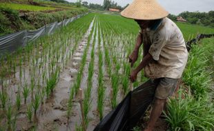 Bukan Jebakan Tikus, Petani Tanon Sragen Pilih Pasang Pagar Plastik