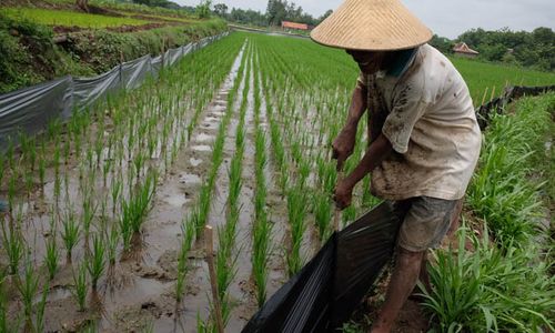 Bukan Jebakan Tikus, Petani Tanon Sragen Pilih Pasang Pagar Plastik