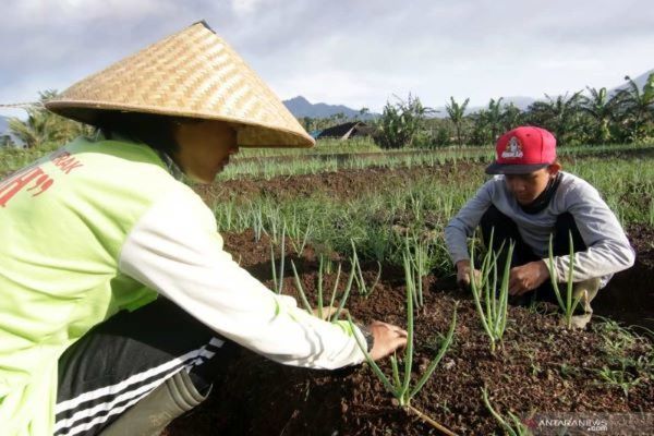 Transformasi Sistem Pangan Indonesia Berbasis Pangan Lokal