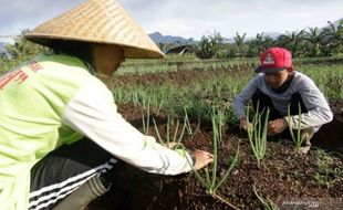 Transformasi Sistem Pangan Indonesia Berbasis Pangan Lokal