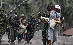 Gunung Semeru Meletus, 138 Kambing & 23 Sapi Mati