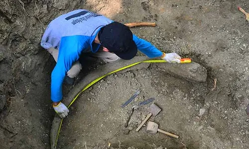 Pengangkatan Temuan Fosil Gading Gajah Sepanjang 1,5 Meter di Kudus