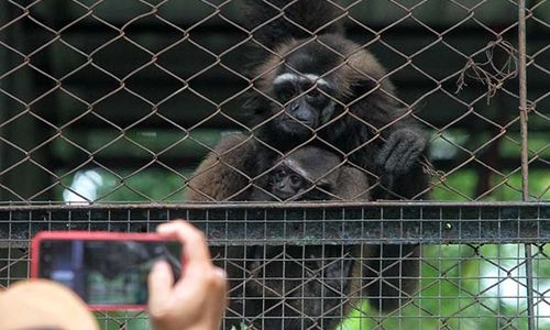 Koleksi Satwa TSTJ Bertambah, Dua Bayi Owa Lahir, Ini Foto-Fotonya