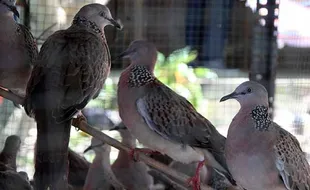 Pelepasliaran Burung Upaya Menjaga Kesimbangan Alam di Delanggu Klaten