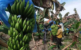 Panen Pisang Cavendish di Sawit Boyolali, Buah Primadona di Dunia