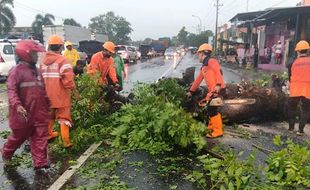 Pohon Tumbang Akibat Hujan dan Angin di Sragen, Ini Foto-Fotonya