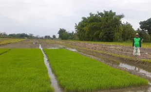 Musim Tanam Padi di Madiun, Pembelian Pupuk Bersubsidi Malah Dibatasi