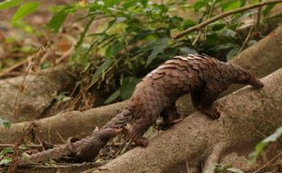 Diburu Sisiknya, Trenggiling Ditemukan di Gunung Tunggangan Sragen