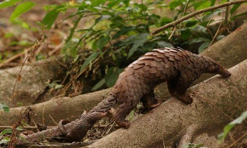 Diburu Sisiknya, Trenggiling Ditemukan di Gunung Tunggangan Sragen