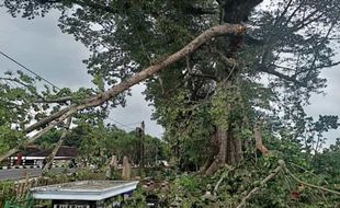 Dahan Randu di Nambangan Wonogiri Patah Timpa Sejumlah Kijing