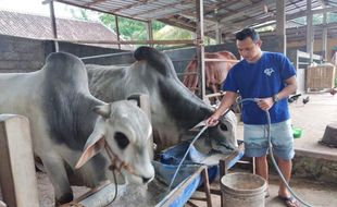 Solidaritas Semeru, Festival Sapi Tunggang Besok Digelar di Boyolali