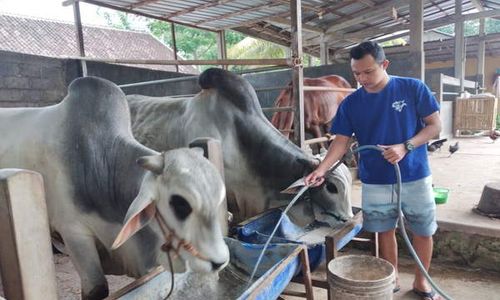 Solidaritas Semeru, Festival Sapi Tunggang Besok Digelar di Boyolali