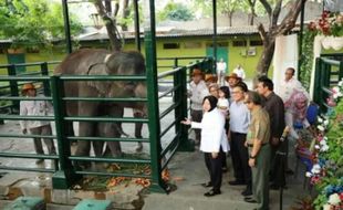 Anak Gajah Dumbo di KBS Mati, Pengelola Masih Tutup Mulut soal Penyebab