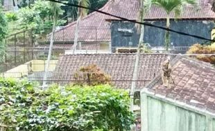 Heboh! Harimau di Kebun Binatang Banjarnegara Nyaris Keluar Kandang