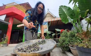 Produk Jamu Langsung Minum Laris, D’Jamoe Madiun Kembangkan Jamu Bubuk