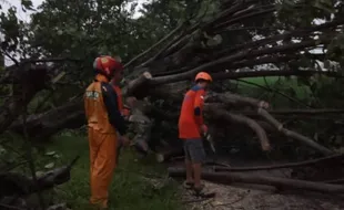 Hujan Angin di Mojolaban Sukoharjo, Puluhan Pohon Tumbang Tutup Jalan