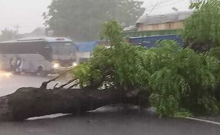 Hati-Hati di Jalan Lur, Hujan Lebat, Pohon Ambruk di Barat PKU Sragen