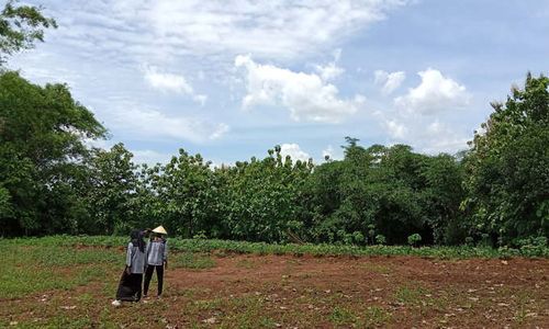 Mahasiswa UMS Beri Bantuan Bibit Porang Kepada Petani Gemolong