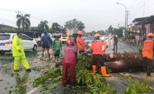 Pohon Tumbang Terjadi di 12 Lokasi di Sragen, Bikin Syok Warga