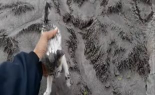 Kabar Terbaru Kucing Selamat dari Erupsi Semeru, Diberi Nama Semeru