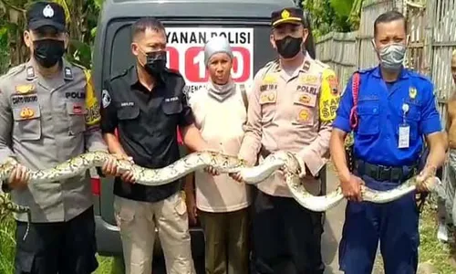 Heboh! Ular Piton 3 Meter Sembunyi di Kandang Ayam Warga Pati