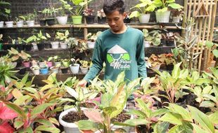 Bisnis Tanaman Hias Afip Klaten, dulu di Ruang Tamu Kini Green House