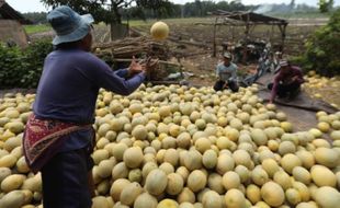 Peluang Ekspor Hortikultura dan Kesejukan Berwisata di Umbul Pengging