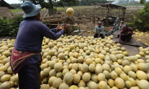 Peluang Ekspor Hortikultura dan Kesejukan Berwisata di Umbul Pengging