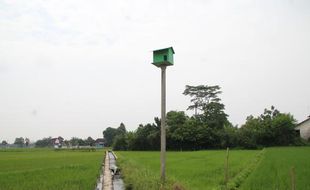 Sukses Kembangkan Tyto Alba, Petani Gledeg Kebanjiran Pesanan Rubuha