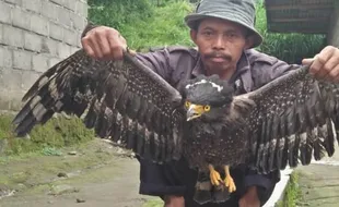 Warga Deles Selamatkan Elang Hitam Terkapar di Lereng Merapi