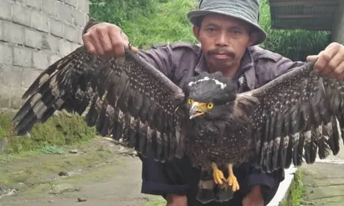 Warga Deles Selamatkan Elang Hitam Terkapar di Lereng Merapi