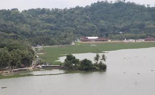 Tumbuh Cepat, Eceng Gondok Kembali Penuhi Rawa Jombor