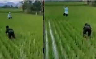 Kocak! 2 Pemuda Ini Pilih Turun ke Sawah Hindari Operasi Lalu Lintas