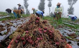 Program Food Estate, Petani Bawang Temanggung Panen 15,7 Ton/Hektare