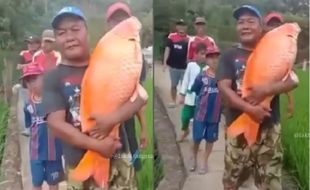 Heboh Penemuan Ikan Emas Jumbo 15 Kg di Banten, Begini Penampakannya