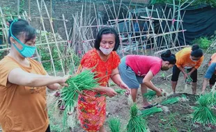 Kelompok Wanita Tani di Banjarsari Solo Sukses Berbisnis Sayur Organik