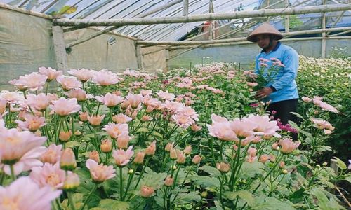 Aturan Pesta Diperlonggar, Petani Bunga Krisan Jogja Kebanjiran Order