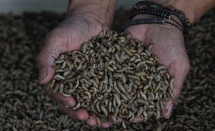 Kandungan Nutrisi Maggot, Si Belatung Lalat Tentara yang Kian Digemari